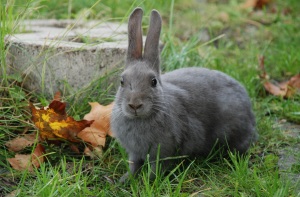 animal_rabbit_gray